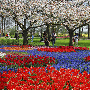 Springtime in Holland. Cherry blossoms, blooming tulips and grape hyacinths. Keukenhof Garden Private Tour. Welcome to the world's floral epicenter! Private Tour Holland.